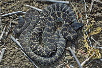 southern pacific rattlesnake