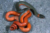 Northwestern Ring-necked Snake