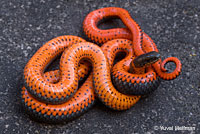 Pacific Ring-necked Snake