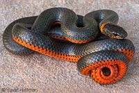 Pacific Ring-necked Snake