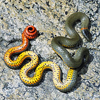 San Bernardino Ring-necked Snake