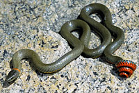San Bernardino Ring-necked Snake