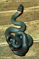 Northwestern Ring-necked Snake