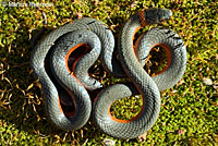 Coral-bellied Ring-necked Snake