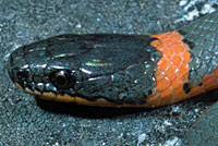 Coral-bellied Ring-necked Snake