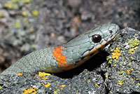 San Diego Ring-necked Snake