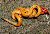 San Diego Ring-necked Snake
