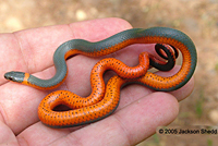 Coral-bellied Ring-necked Snake