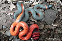 Pacific Ring-necked Snake