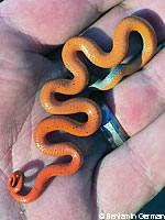 Monterey Ring-necked Snake