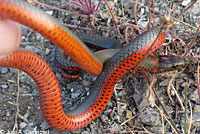 Monterey Ring-necked Snake