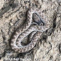 California Nightsnake