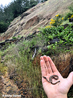 California Nightsnake