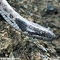 California Nightsnake