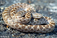 California Nightsnake