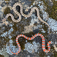 Coast Mountain Kingsnake