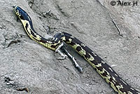 California Kingsnake