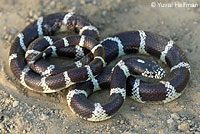 california kingsnake