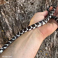 california kingsnake