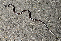 california kingsnake