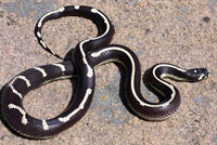 california kingsnake habitat