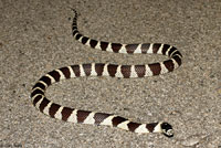 king snake