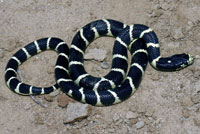 California Kingsnake