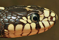 king snake