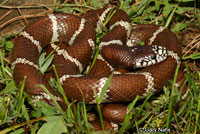 california kingsnake