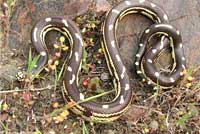 California Kingsnake