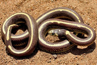 high yellow king snake