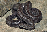 Rosy Boa