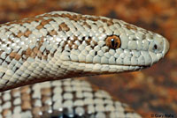 Rosy Boa