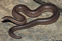 Rosy Boa - Los Angeles Zoo and Botanical Gardens