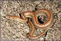 Rosy Boa