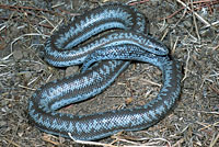 Rosy Boa