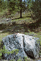 Sierra Mountain Kingsnake Habitat
