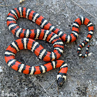 Coast Mountain Kingsnake
