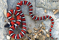 Coast Mountain Kingsnake
