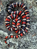 Coast Mountain Kingsnake