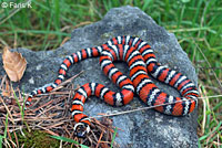 Coast Mountain Kingsnake