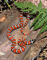 Coast Mountain Kingsnake