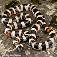 Sierra Mountain Kingsnake