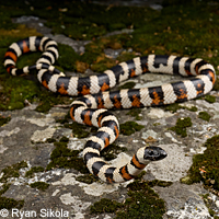 Sierra Mountain Kingsnake