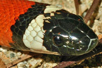 San Bernardino Mountain Kingsnake