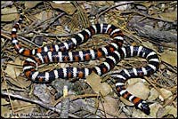 San Bernardino Mountain Kingsnake