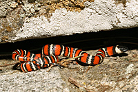 San Diego Mountain Kingsnake
