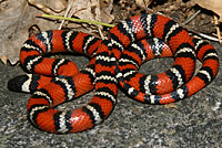 San Diego Mountain Kingsnake   