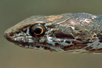 Baja California Coachwhip