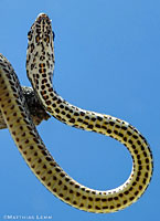 Baja California Coachwhip